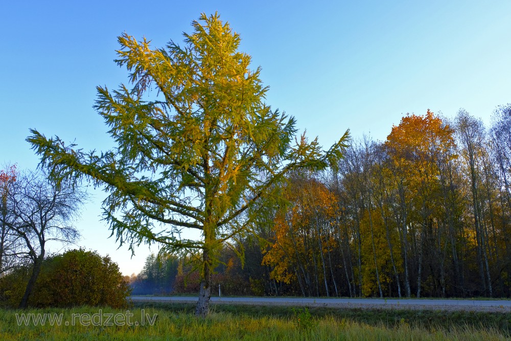 Autumn Morning Landscape and Larch