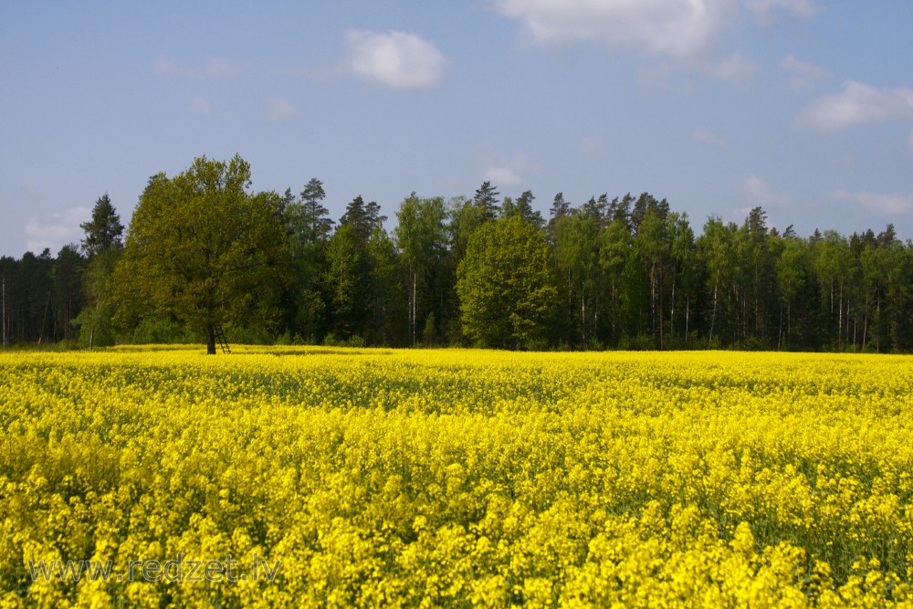 Oak in the field of rape