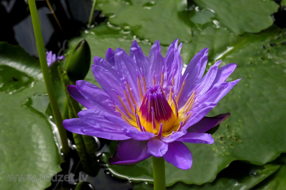 Water lily in Botanical Garden of University of Latvia