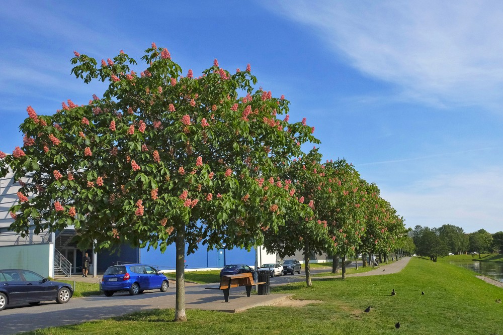 Red Horse-chestnu ‘Briotii’