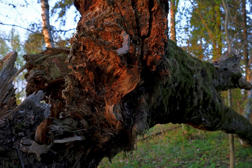 Fallen Tree