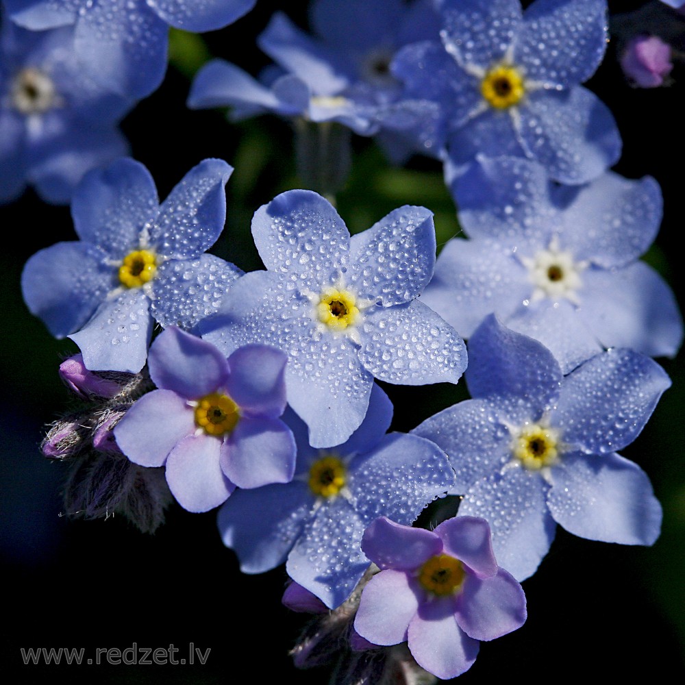 Wood forget-me-not