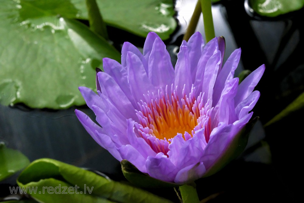 Water lily in Botanical Garden of University of Latvia