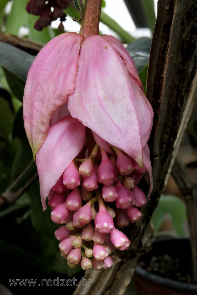 Showy medinilla in Botanical Garden of University of Latvia