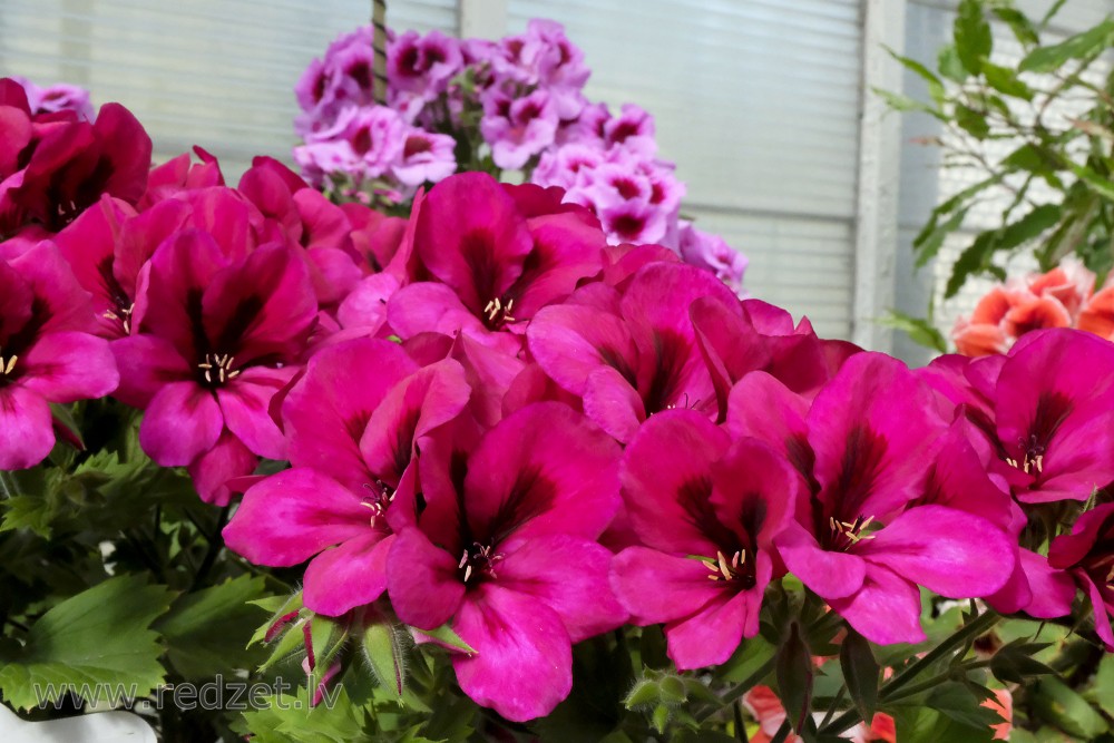 Regal Pelargonium 'Aristo Burgundy'