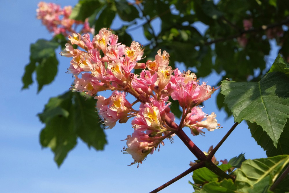 Red Horse-chestnu ‘Briotii’