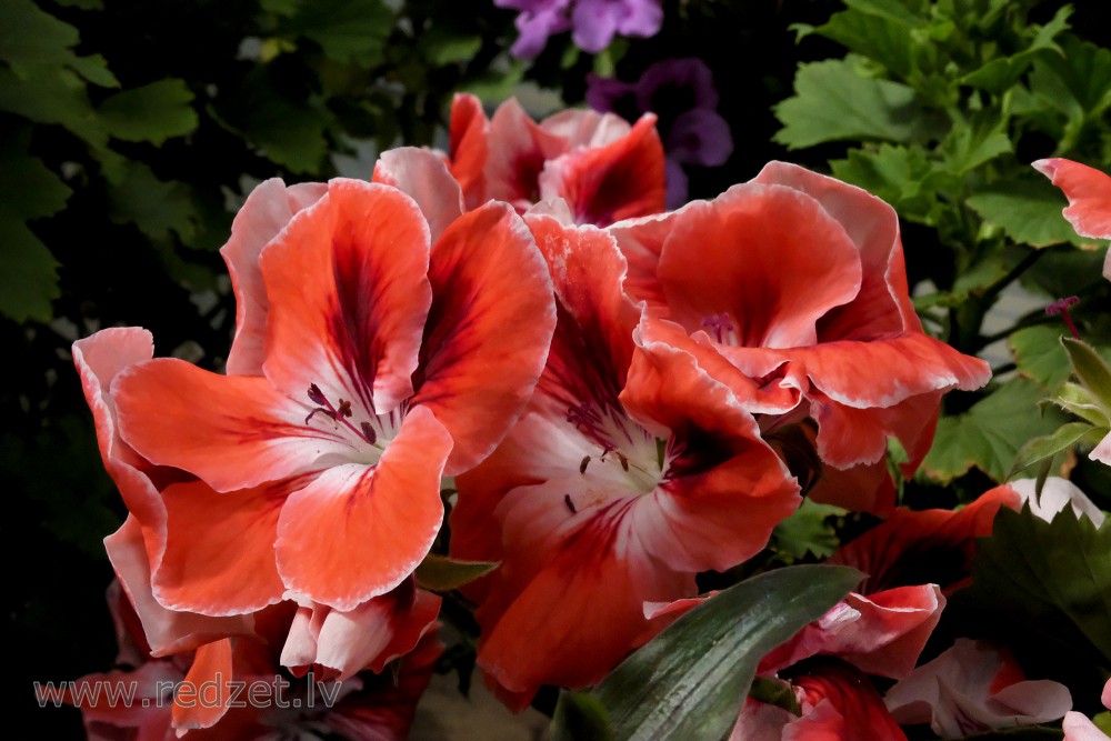 Lielziedu pelargonija 'Mandarin'