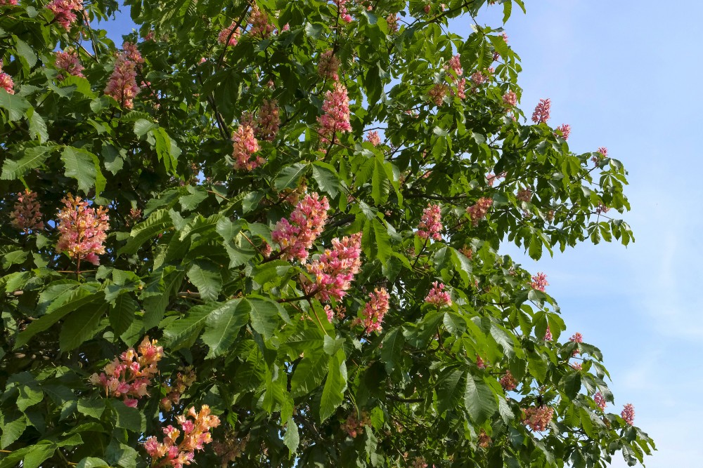 Red Horse-chestnu ‘Briotii’