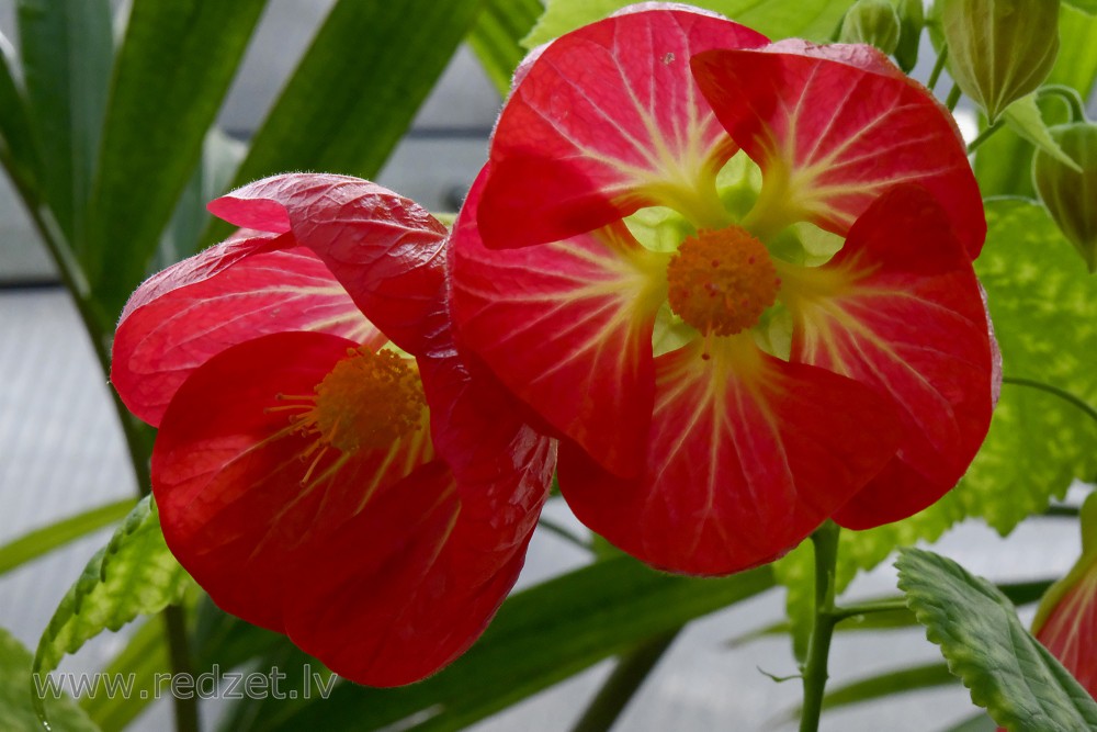 Chinese lantern variety 'Feuerglocke' in Botanical Garden of University of Latvia