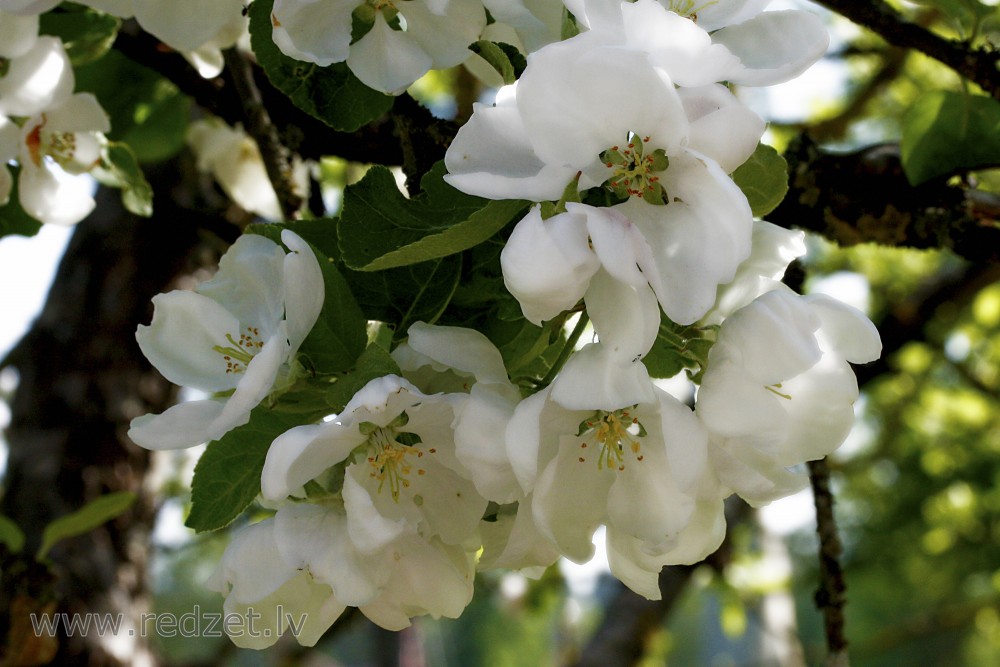 Apple tree flowers