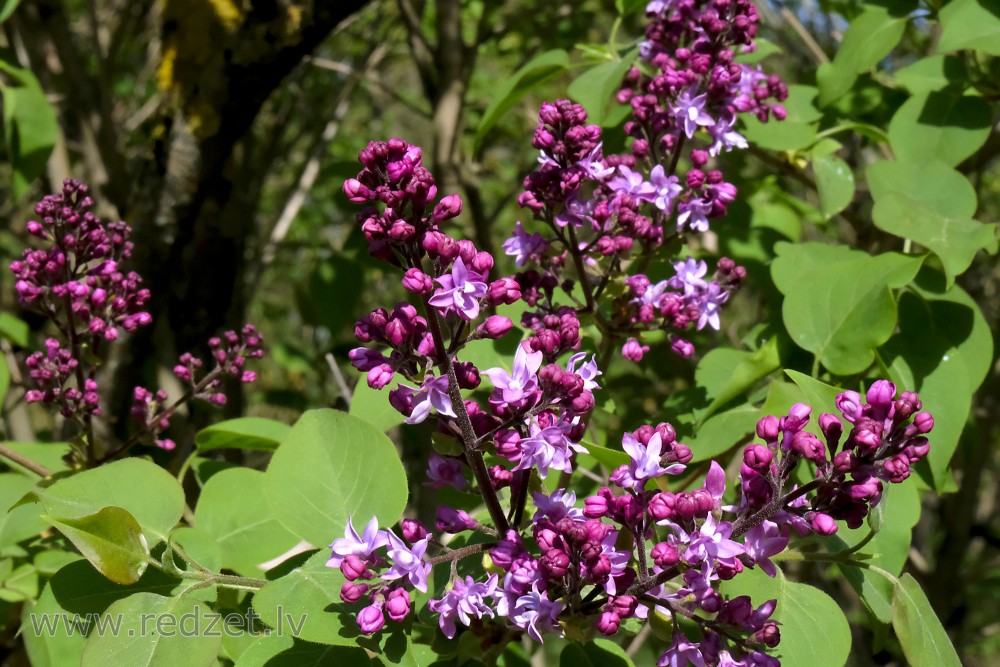 Lilac Blooms at University of  Latvia Botanical Garden in April!