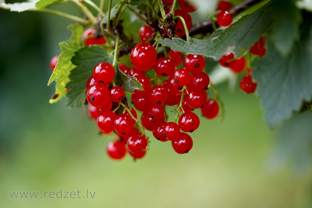 Redcurrant