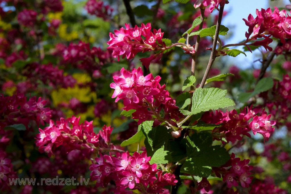 Flowering Currant Flowers