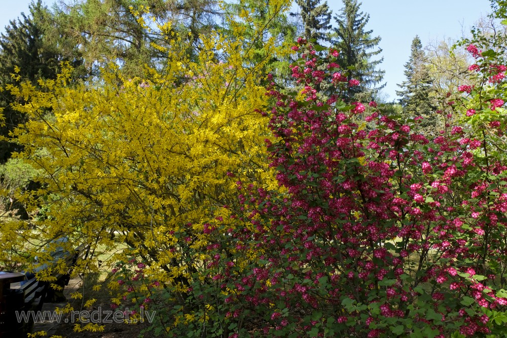 Redflower currant and Forsythia in Full Bloom