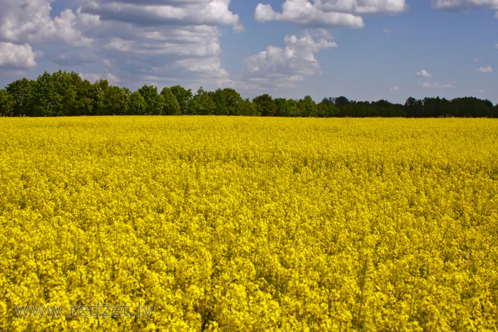 Flowering Rape Field
