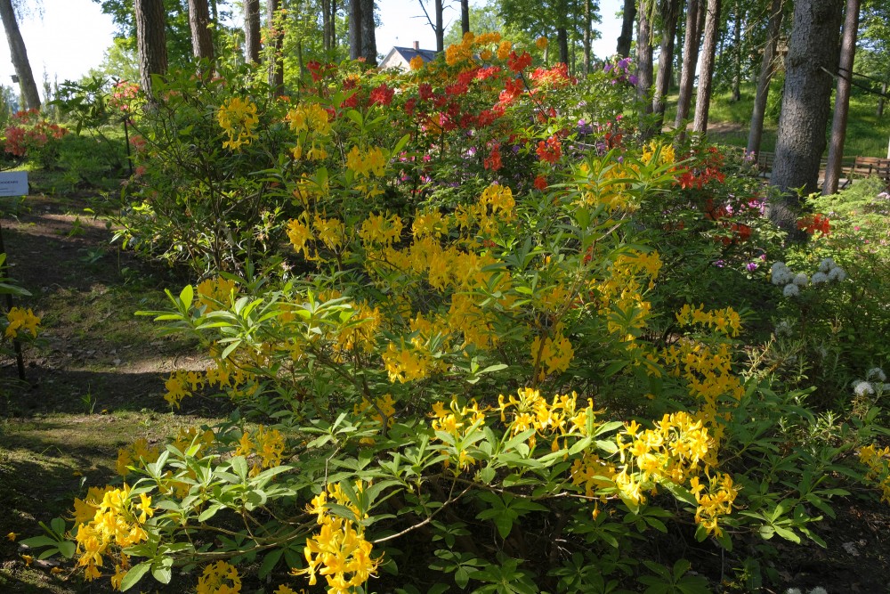 Rododendri Priekuļu Saules parkā