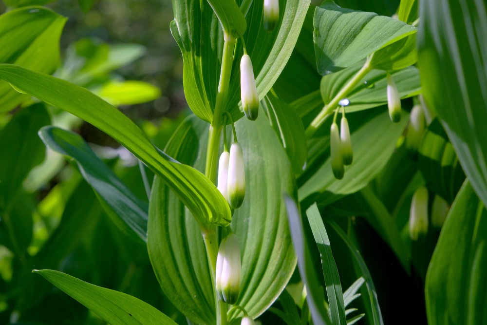 Ārstniecības mugurene (Polygonatum odoratum)