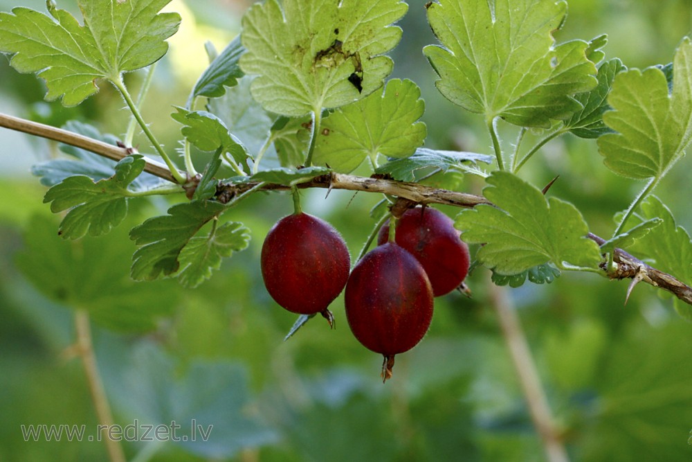 Red gooseberries