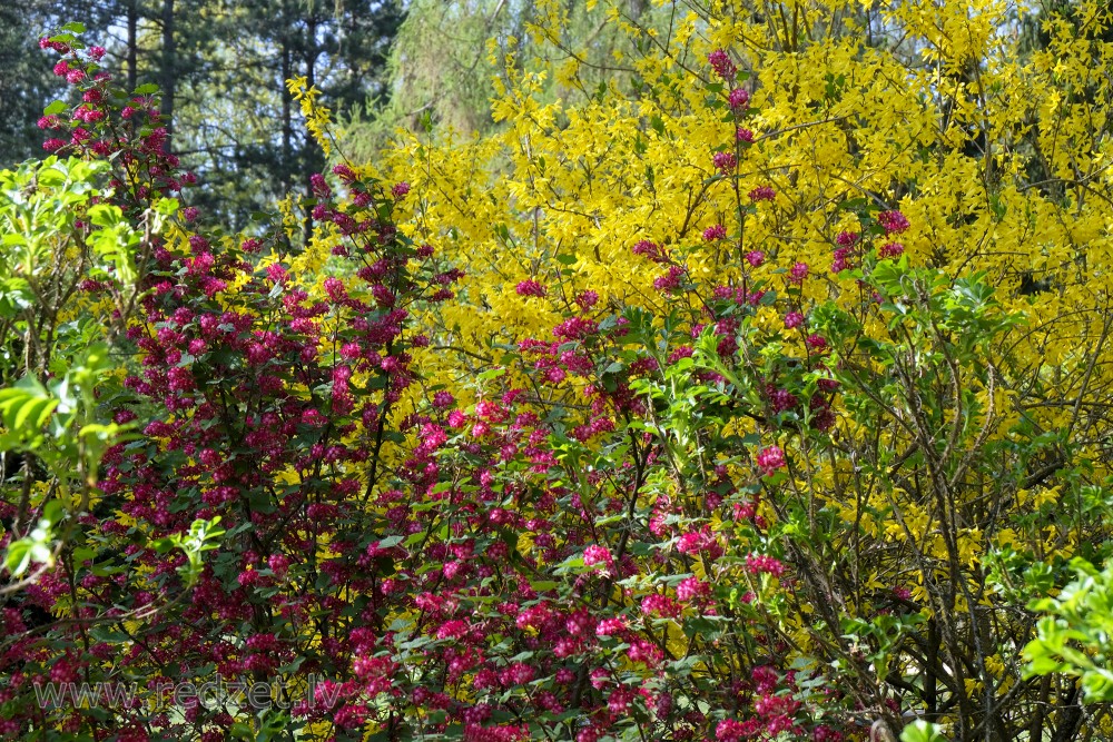 Blossoming Red-flowering Currants and Forsythia