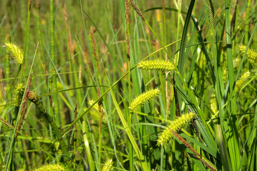 Pūslīšu grīslis Pūslīšu grīslis