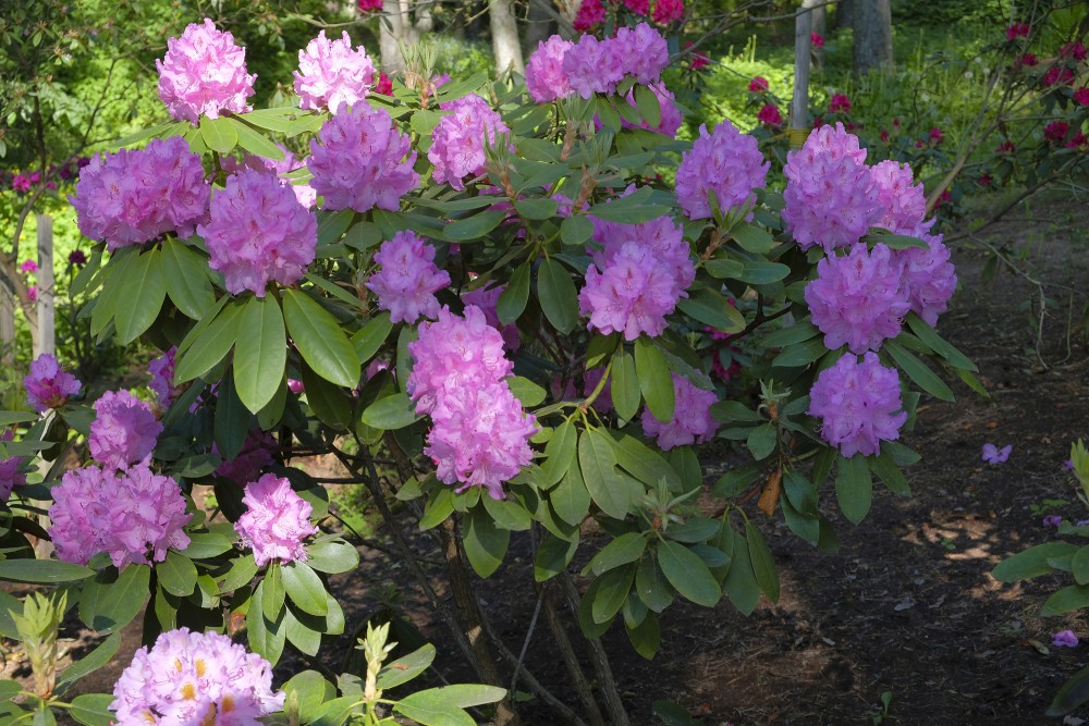 Rhododendrons In Priekuļi Sun Park