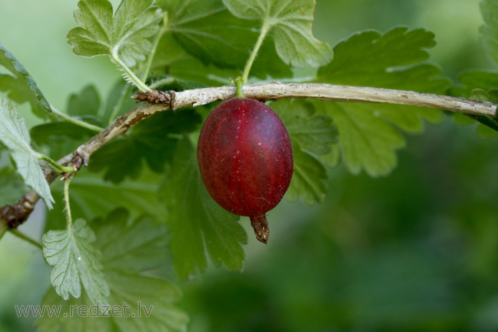 Red gooseberries