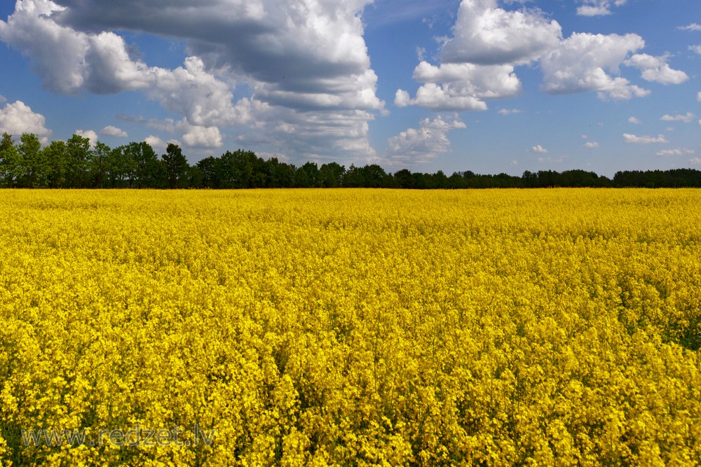 Yellow Rape Flowers Field