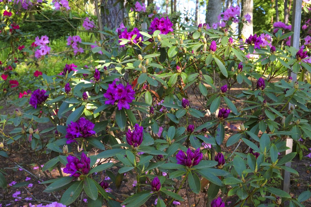 Rododendri Priekuļu Saules parkā