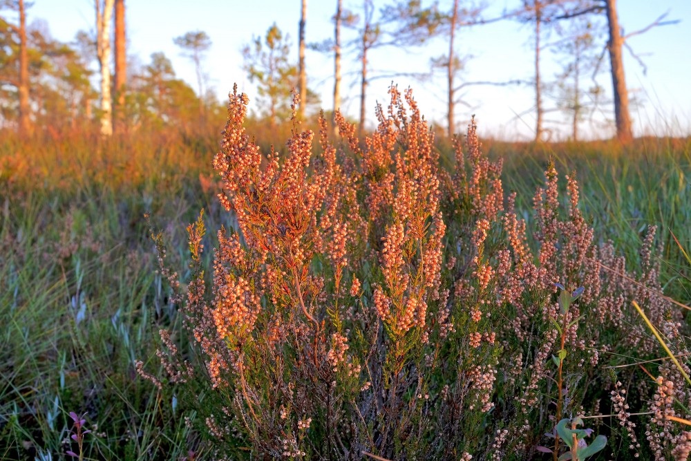 Noziedējis sila virsis rudenī Noziedējis sila virsis rudenī