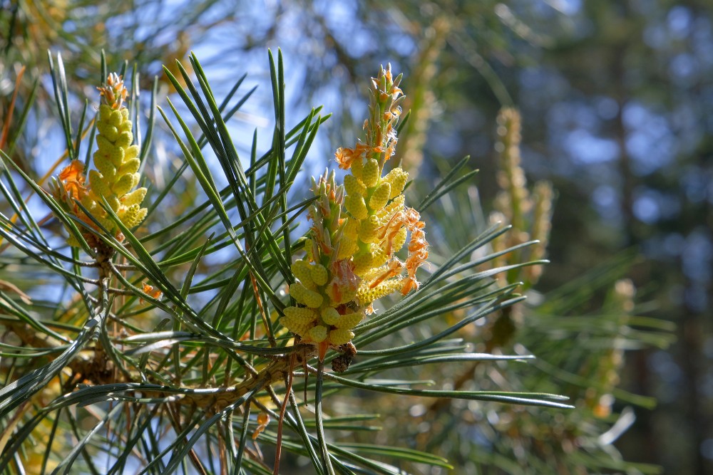 Priežu jaunie dzinumi
