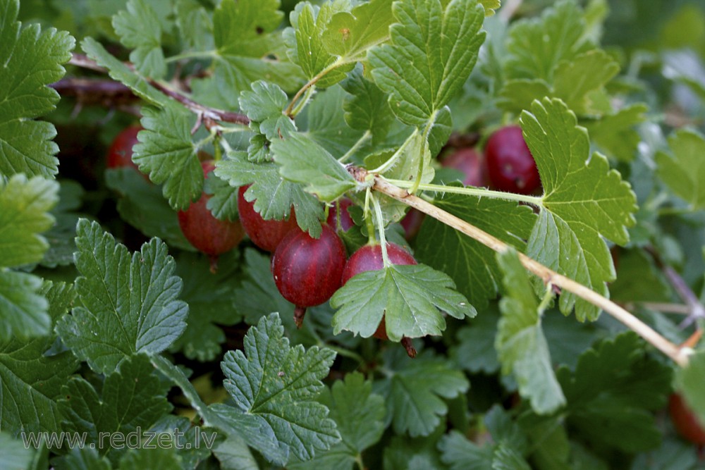 Red gooseberries