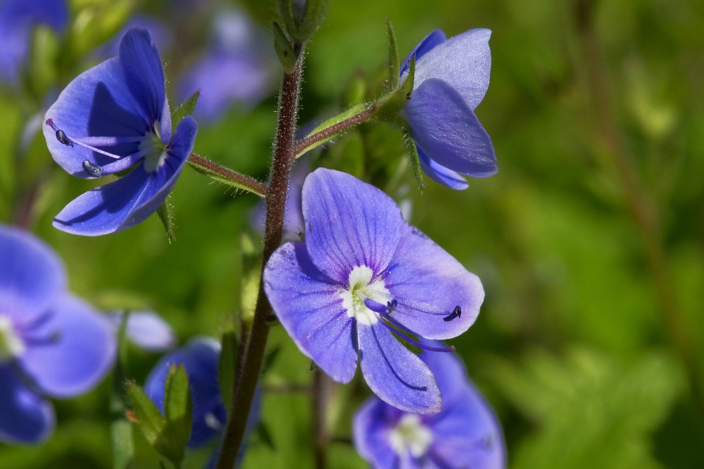 Birztalas veronikas ziedu tuvplāns