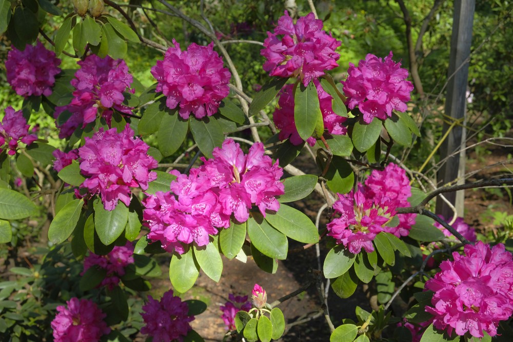 Rododendri Priekuļu Saules parkā