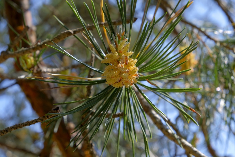 Young Pine Shoots