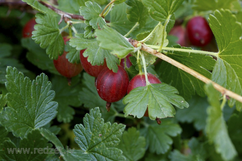 Red gooseberries