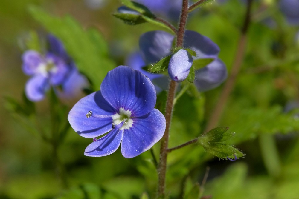Birztalas veronikas ziedu tuvplāns