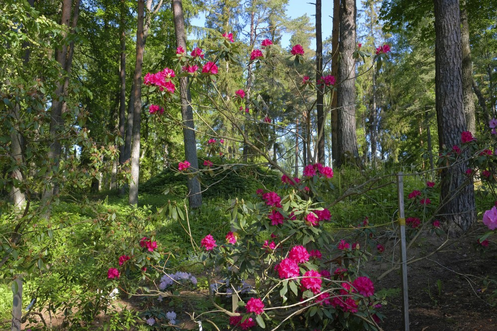 Rhododendrons In Priekuļi Sun Park