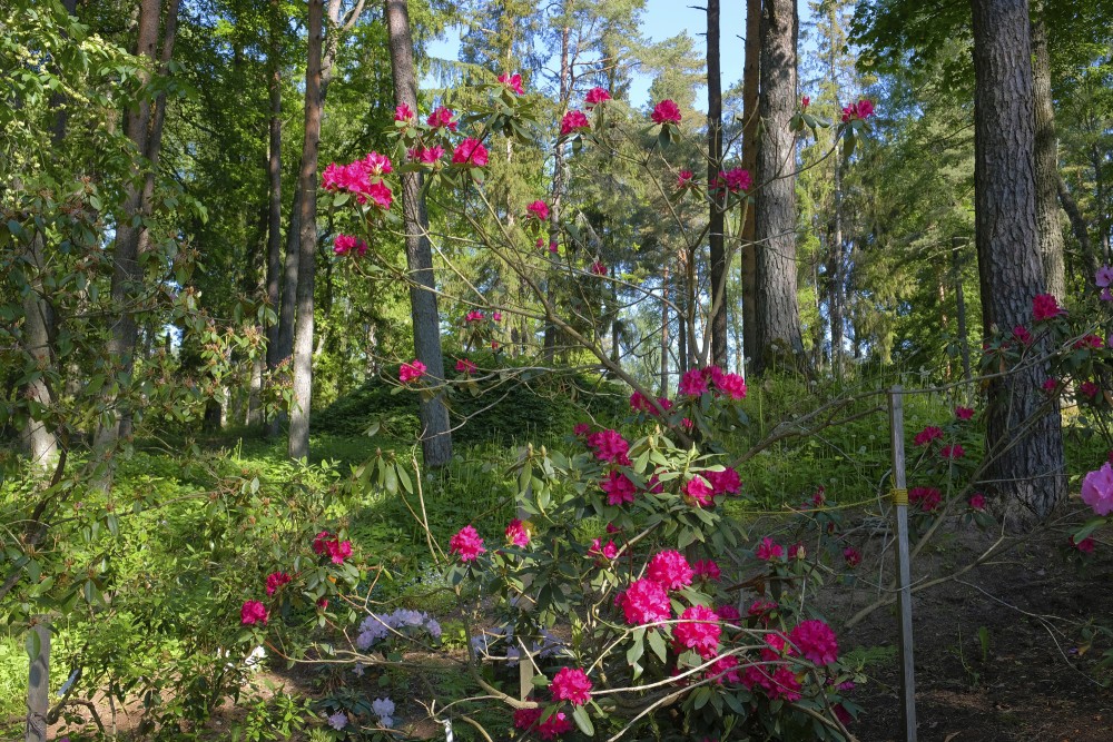 Rododendri Priekuļu Saules parkā