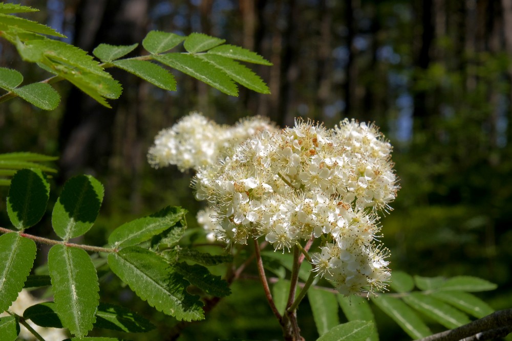 Rowan tree flowers