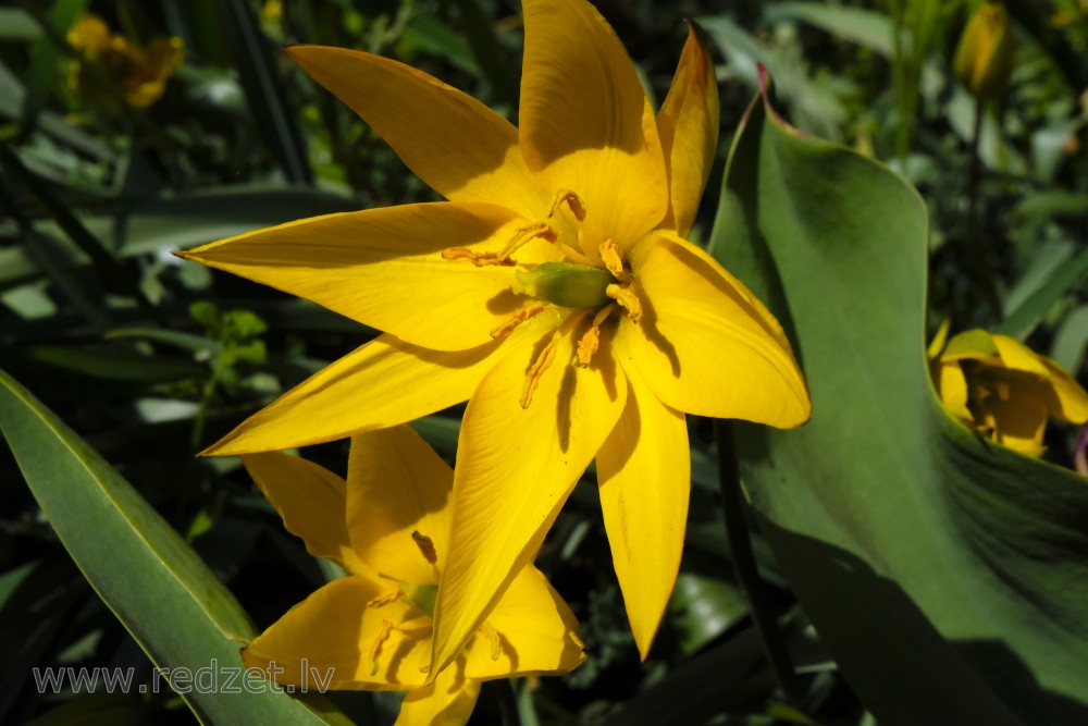 Wild Tulips or Woodland Tulips