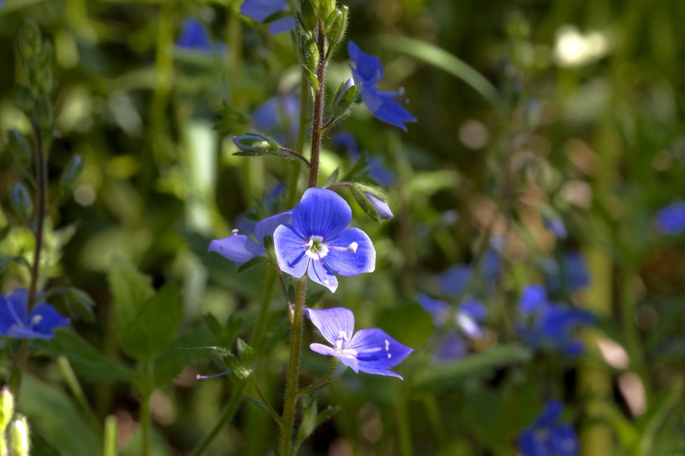 Birztalas veronikas ziedi