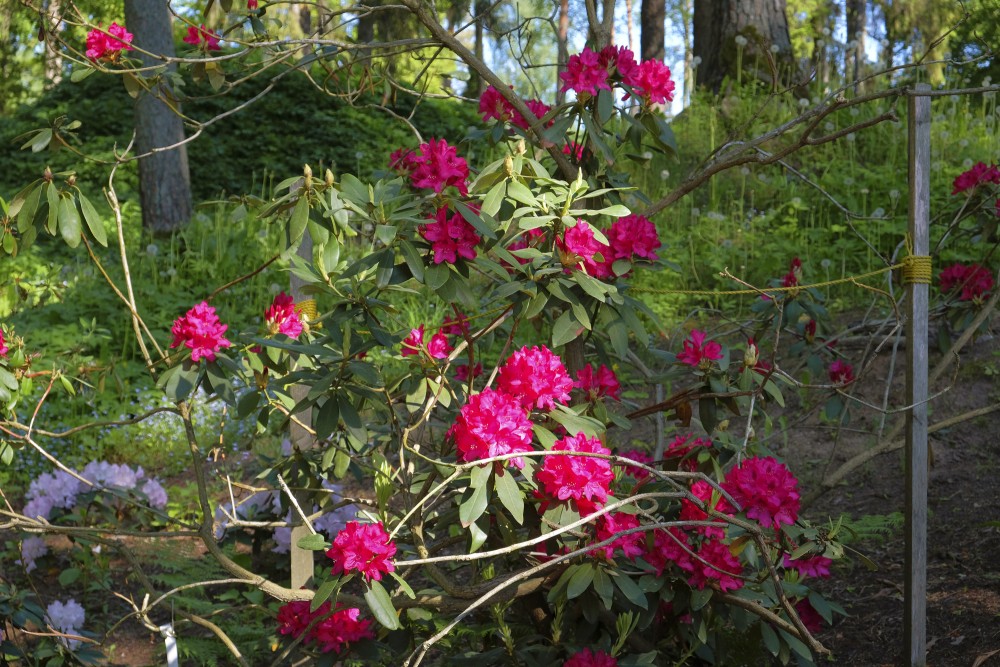 Rhododendrons In Priekuļi Sun Park