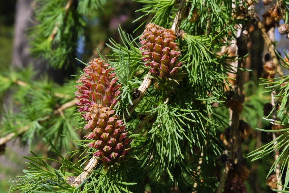 Larch Cones in Spring