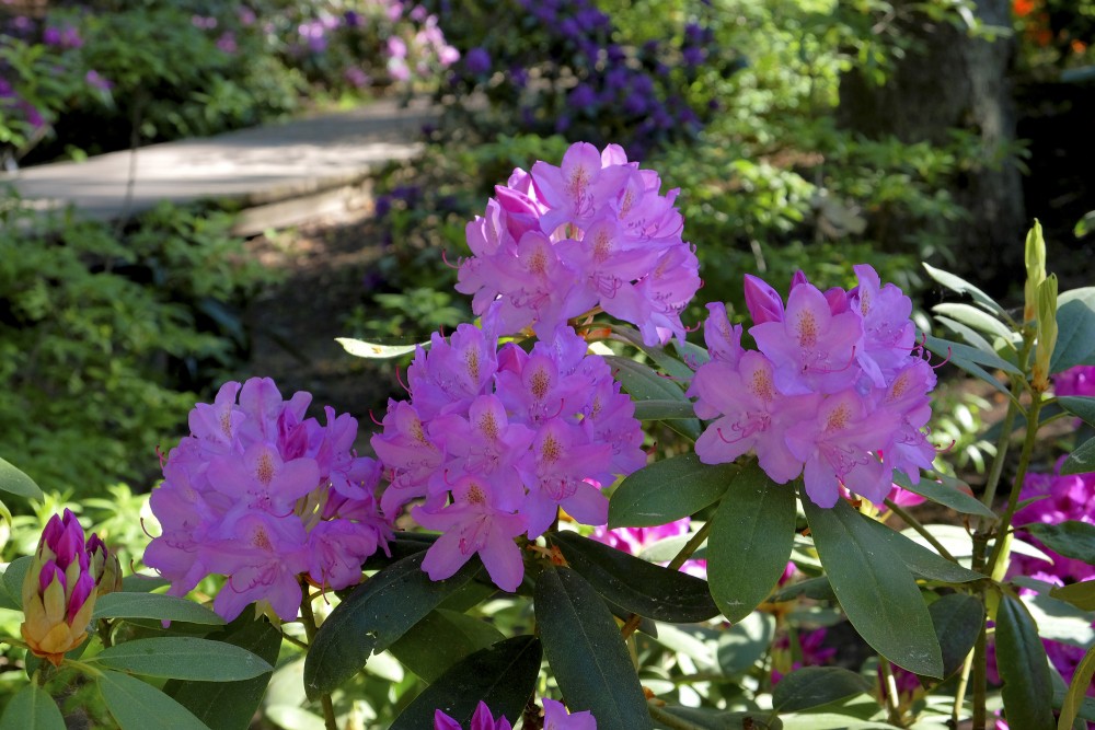 Rhododendrons In Priekuļi Sun Park