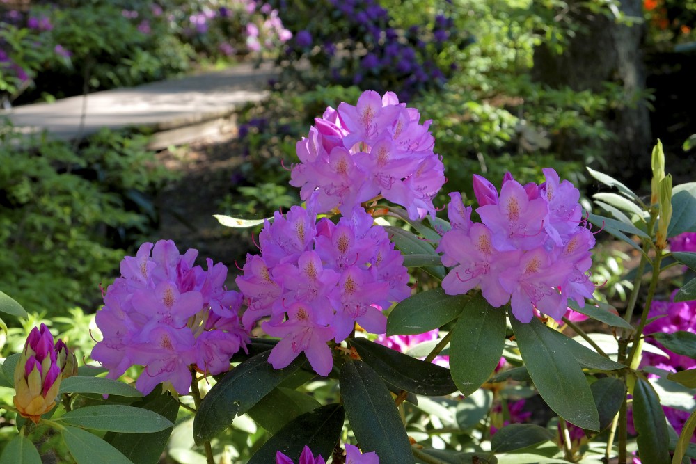 Rododendri Priekuļu Saules parkā