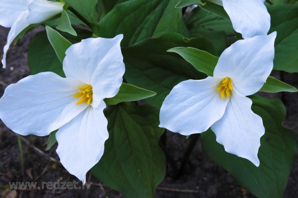 White Trillium or White Wake-robin