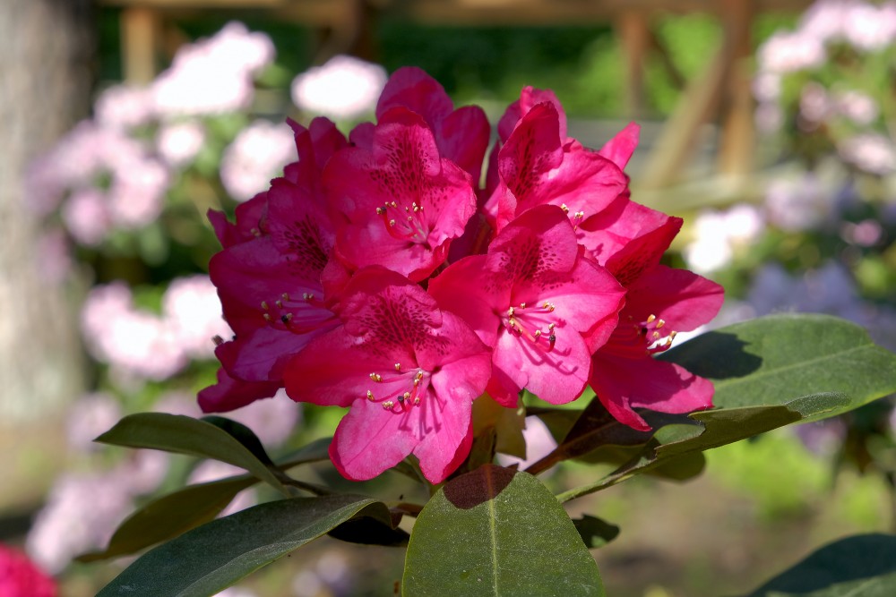 Rhododendrons In Priekuļi Sun Park