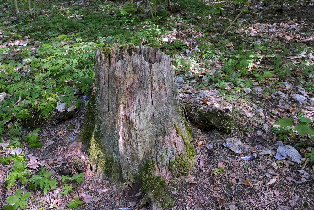 Rotten Tree Stump