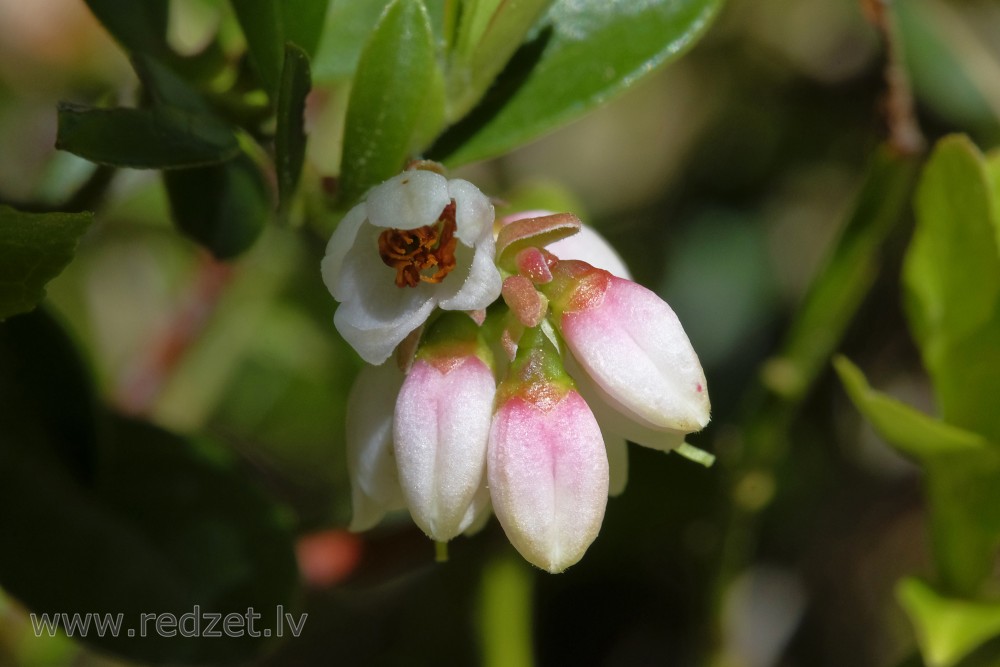Lingonberry Flowers