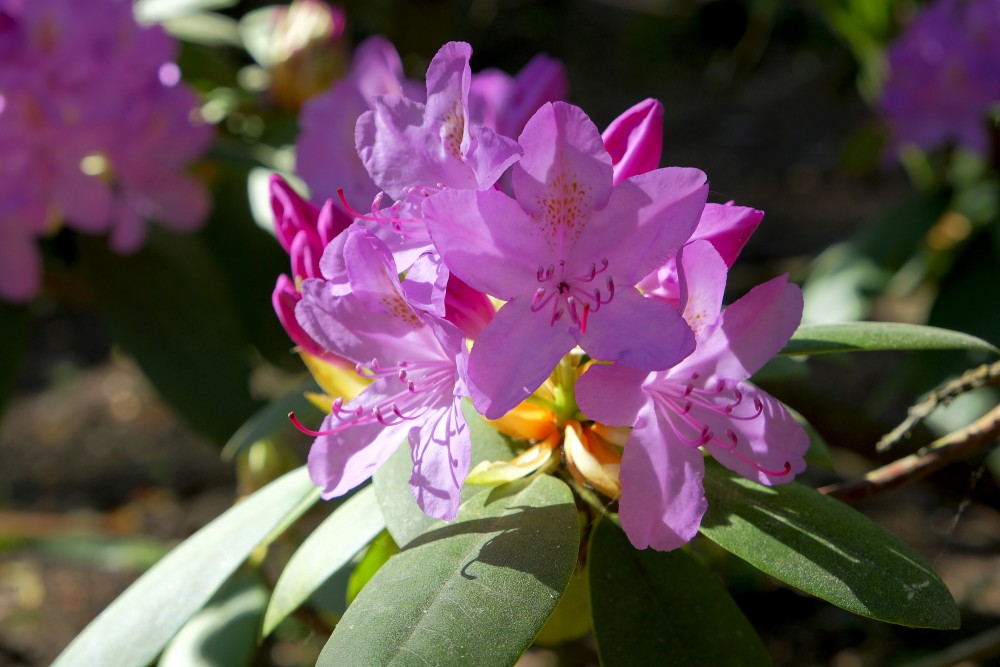 Rododendri Priekuļu Saules parkā